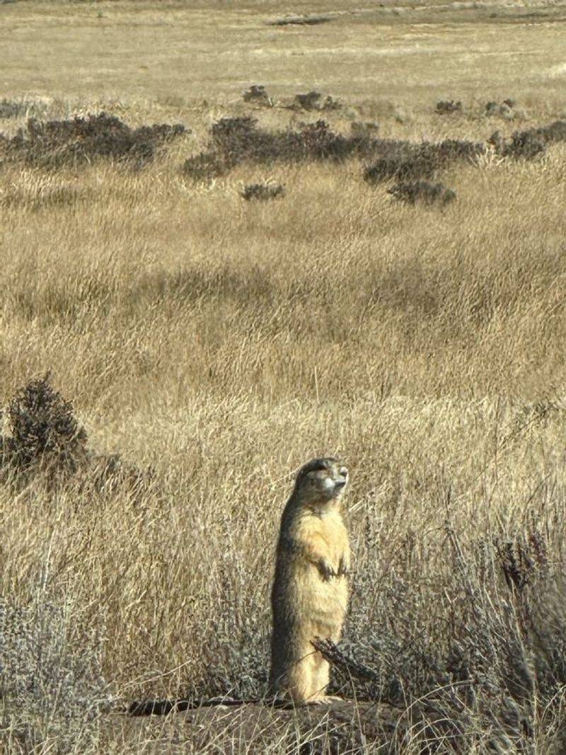 Wildlife That Roams Without An Invitation