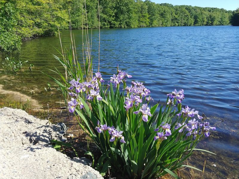 Spring Pond