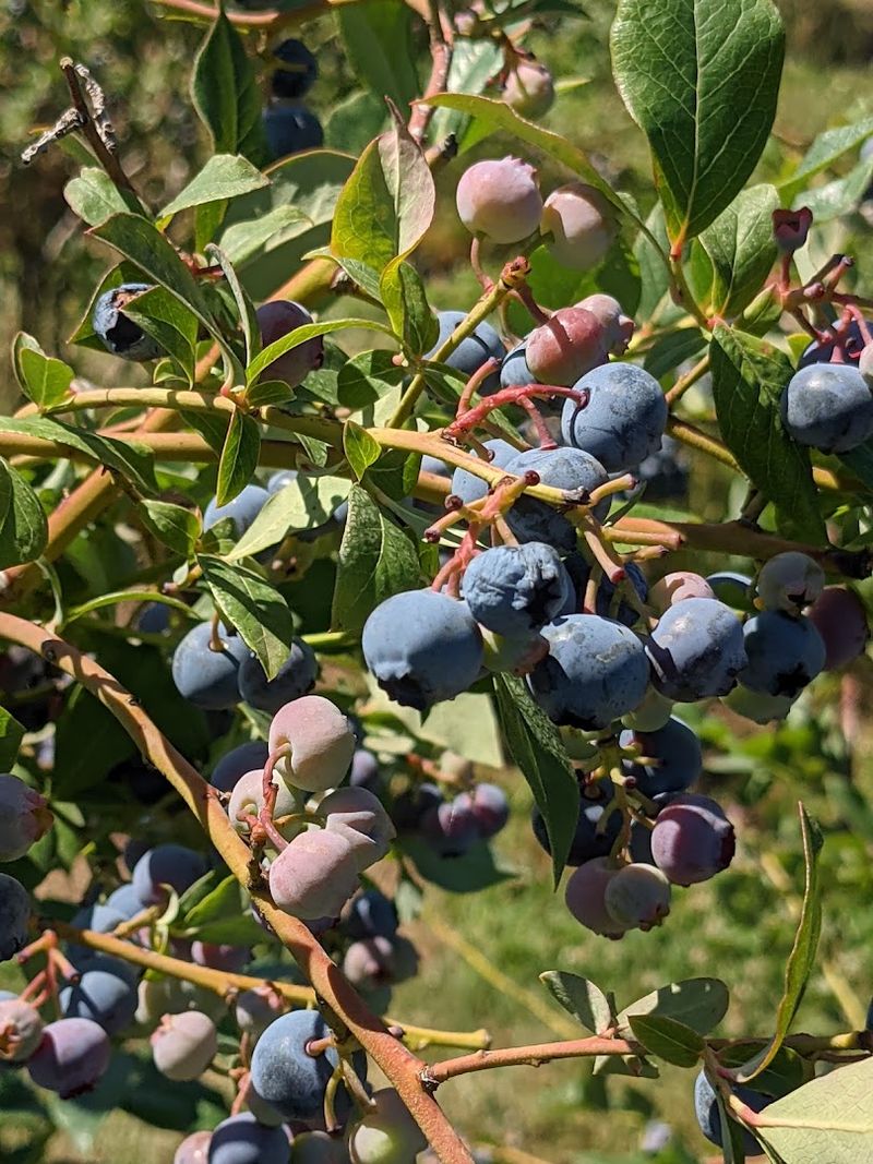The Berry Season Changes As New Varieties Ripen Through Summer