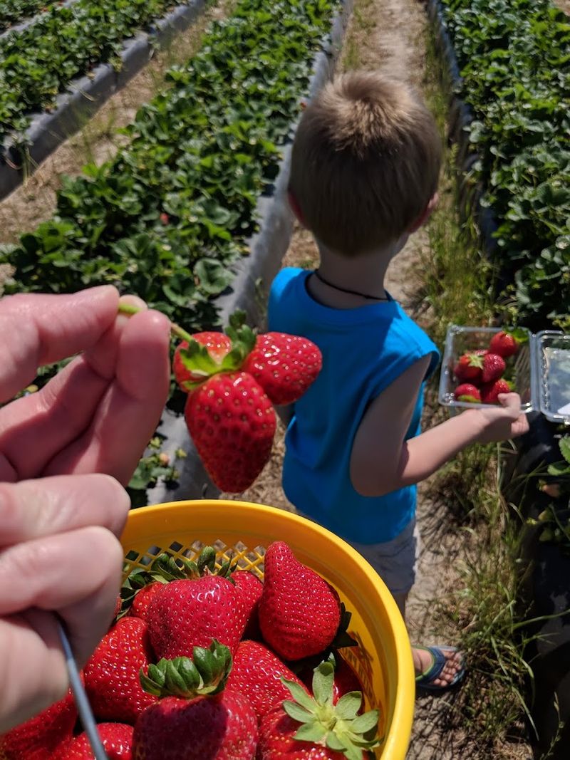 TC Smith Produce Farm, Seven Springs, North Carolina