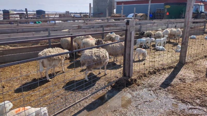 Govin's Farm
