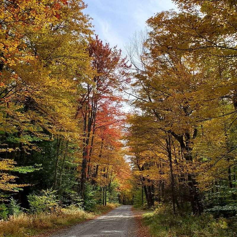Trails Through Wild Forest