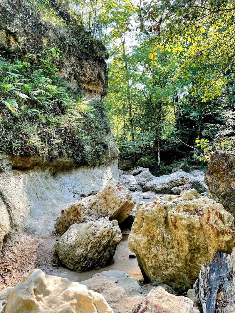 Conservation Efforts And Environmental Impact