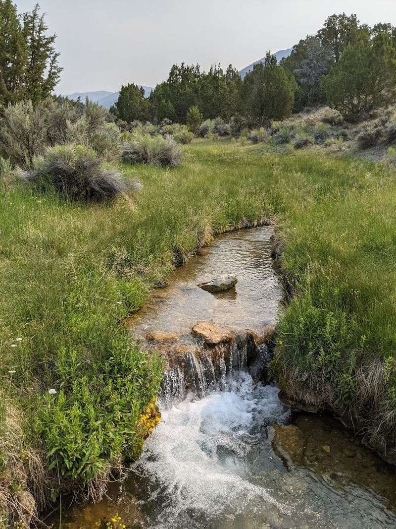 Wildlife Moves Freely Through Every Corner