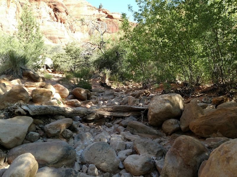 Wildlife And Safety Considerations