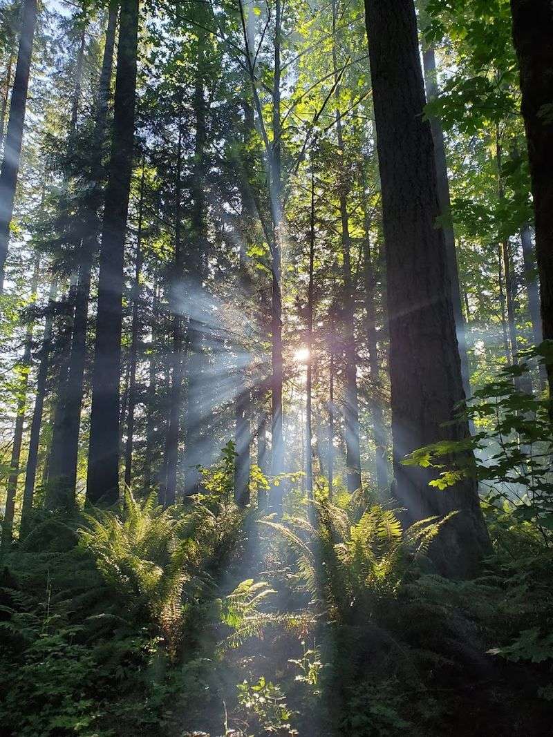 The Forest That Holds The Lake Together
