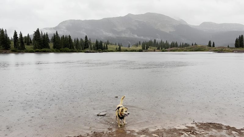 Wildlife That Does Not Wait For An Invitation