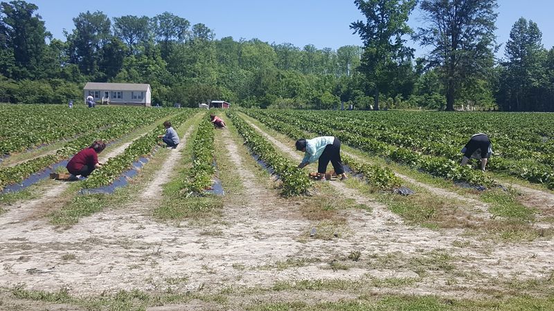 William's Strawberry Farm, South Mills, North Carolina