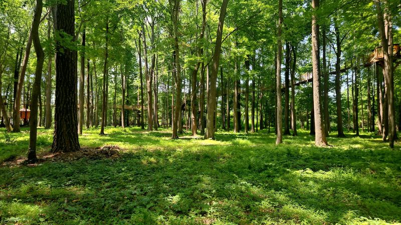 Ground-Level Forest Trails Offer A Peaceful Escape