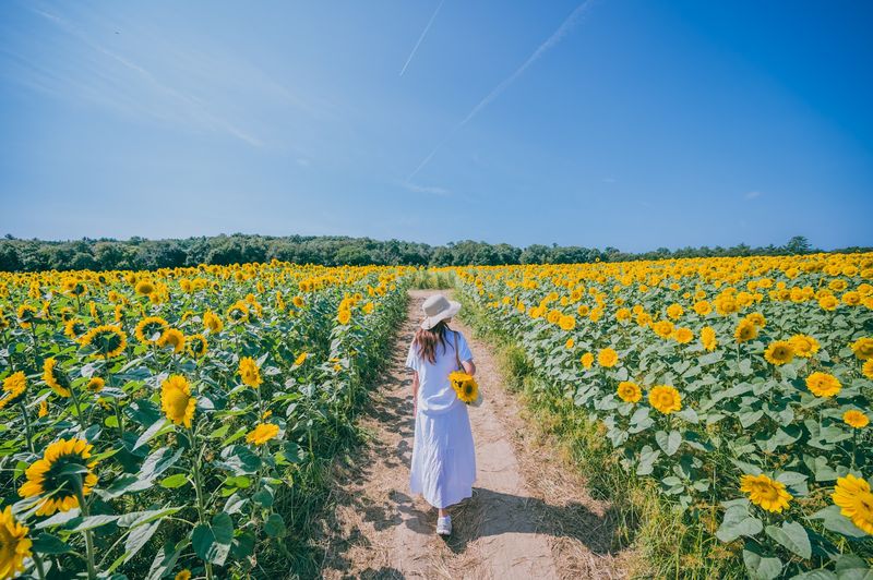 School Street Sunflowers