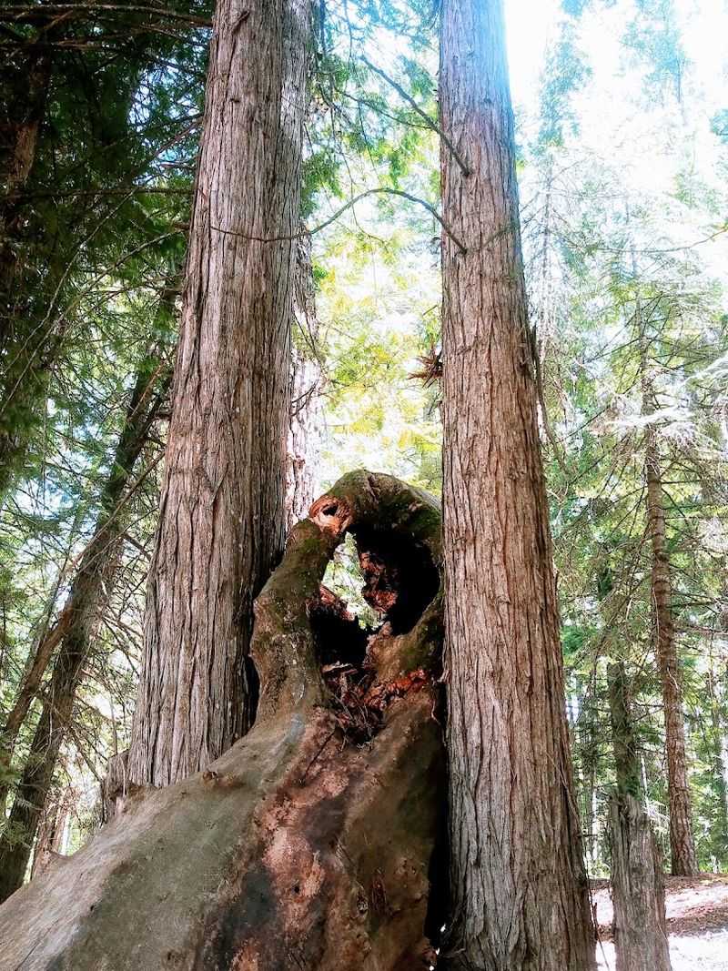 Parts Of The Yaak Feel More Like A Rainforest Than Montana