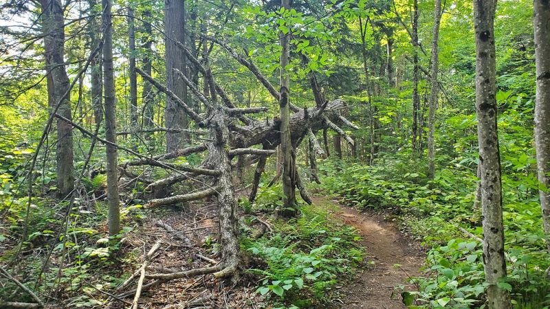 OK Slip Falls Trail, Hudson Gorge Wilderness Area, Hamilton County