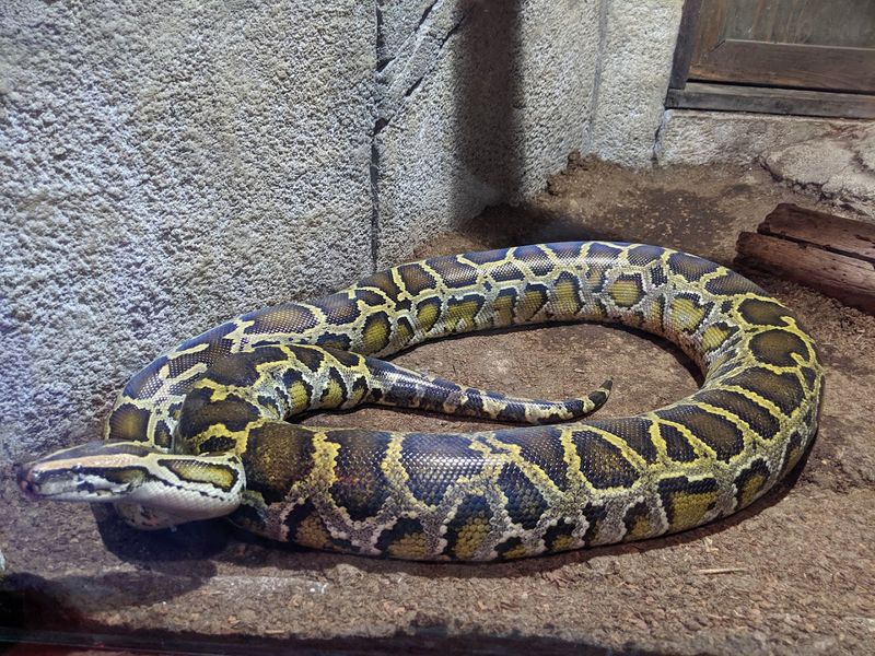 Reptiles And Snakes That Win Over The Skeptics
