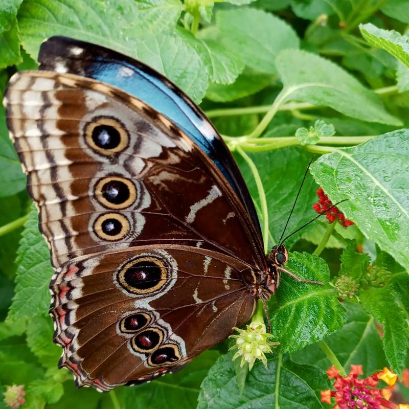 Flowering Plants Give The Butterflies Places To Feed And Rest