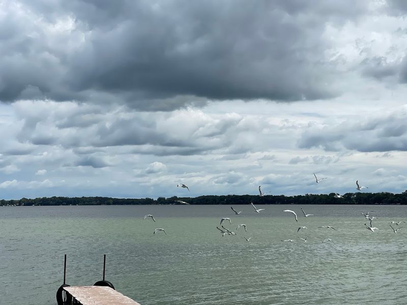 Local Wildlife And Birdwatching Opportunities