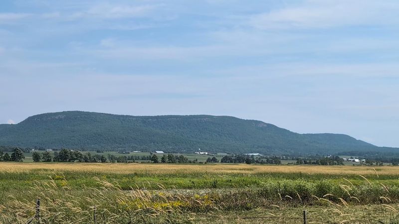 Wildlife Viewing Opportunities In Nearby Parks