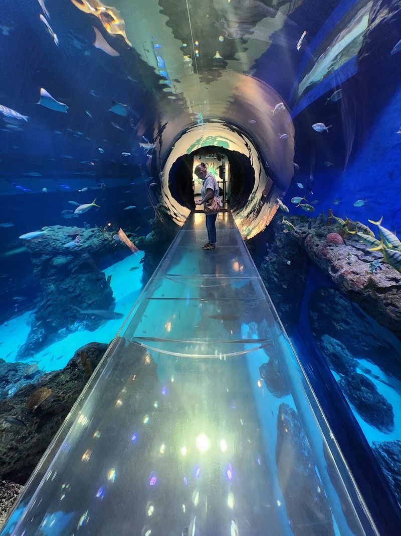 Design Enhancing Visitor Stingray Experiences