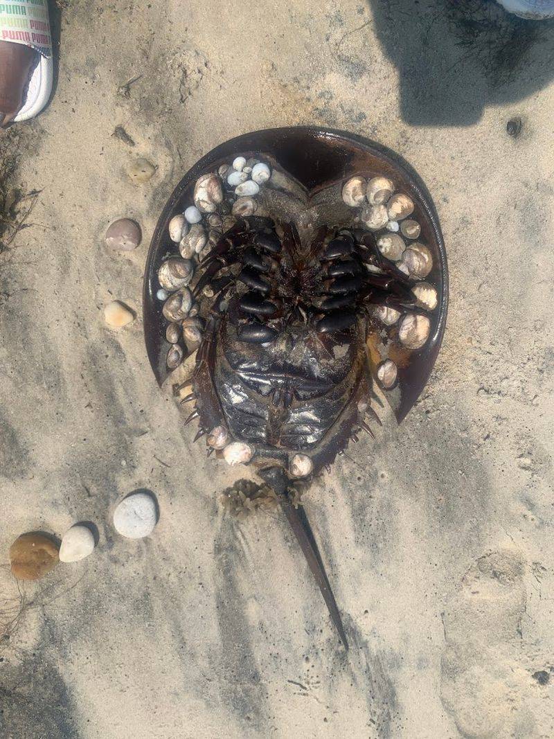 Impact Of Tidal Movements On Crustacean Activities