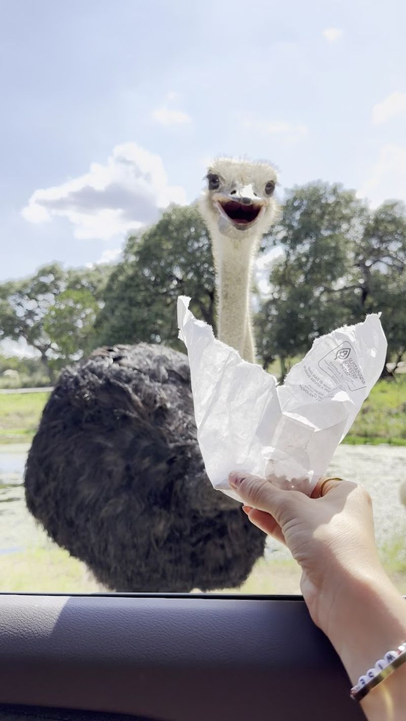 Tips That Make The Safari Actually Work For You