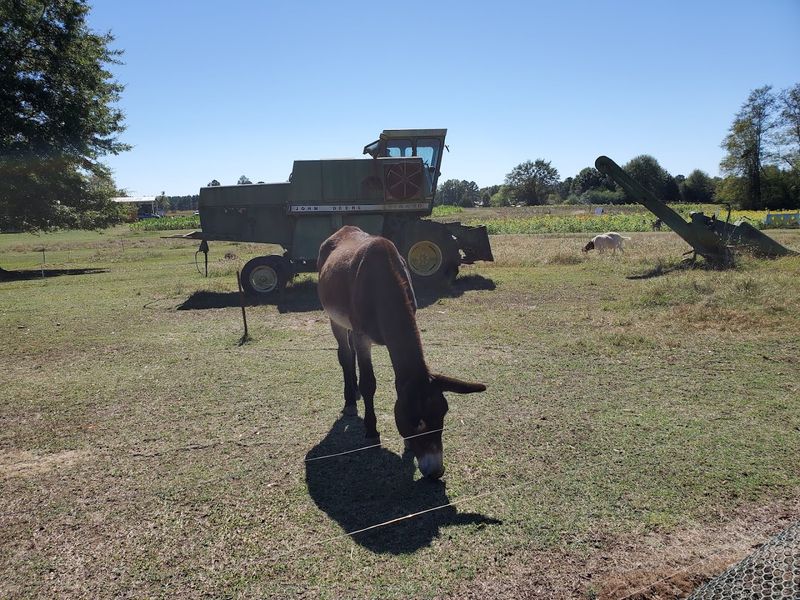 Barnyard Animals Ready for Interaction