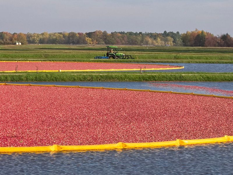 Seasonal Changes Affecting Cranberry Coloration