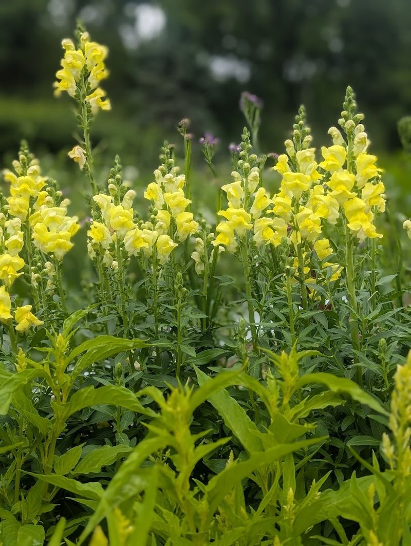 Local Wildlife Plant Species
