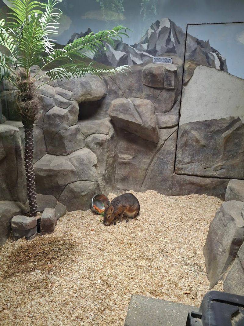 Brights Zoo, Limestone