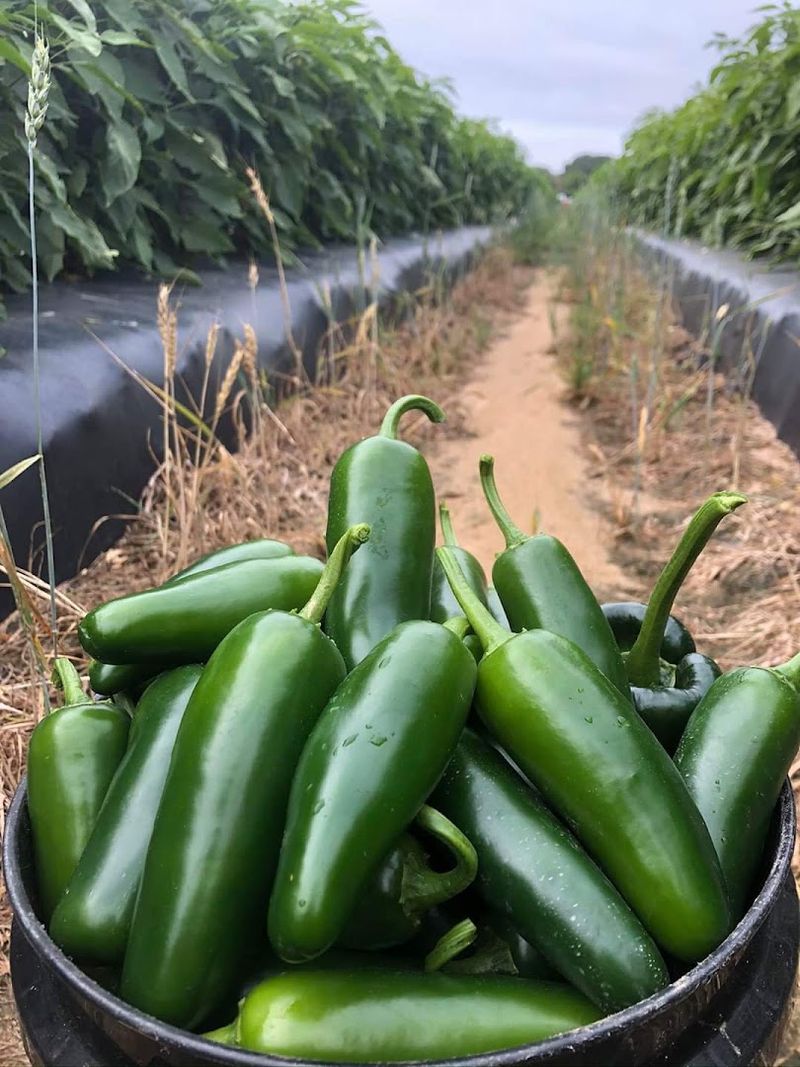 Eubanks Farms