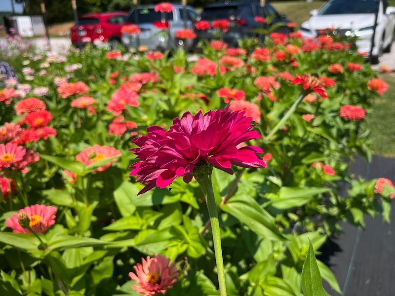 A Field Of Flowers Where Every Moment Feels Personal