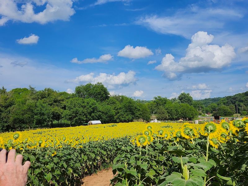 Meandering Through Fields And Mazes