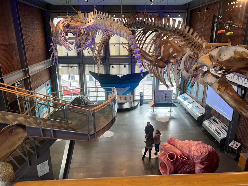 New Bedford Whaling Museum, New Bedford, Massachusetts