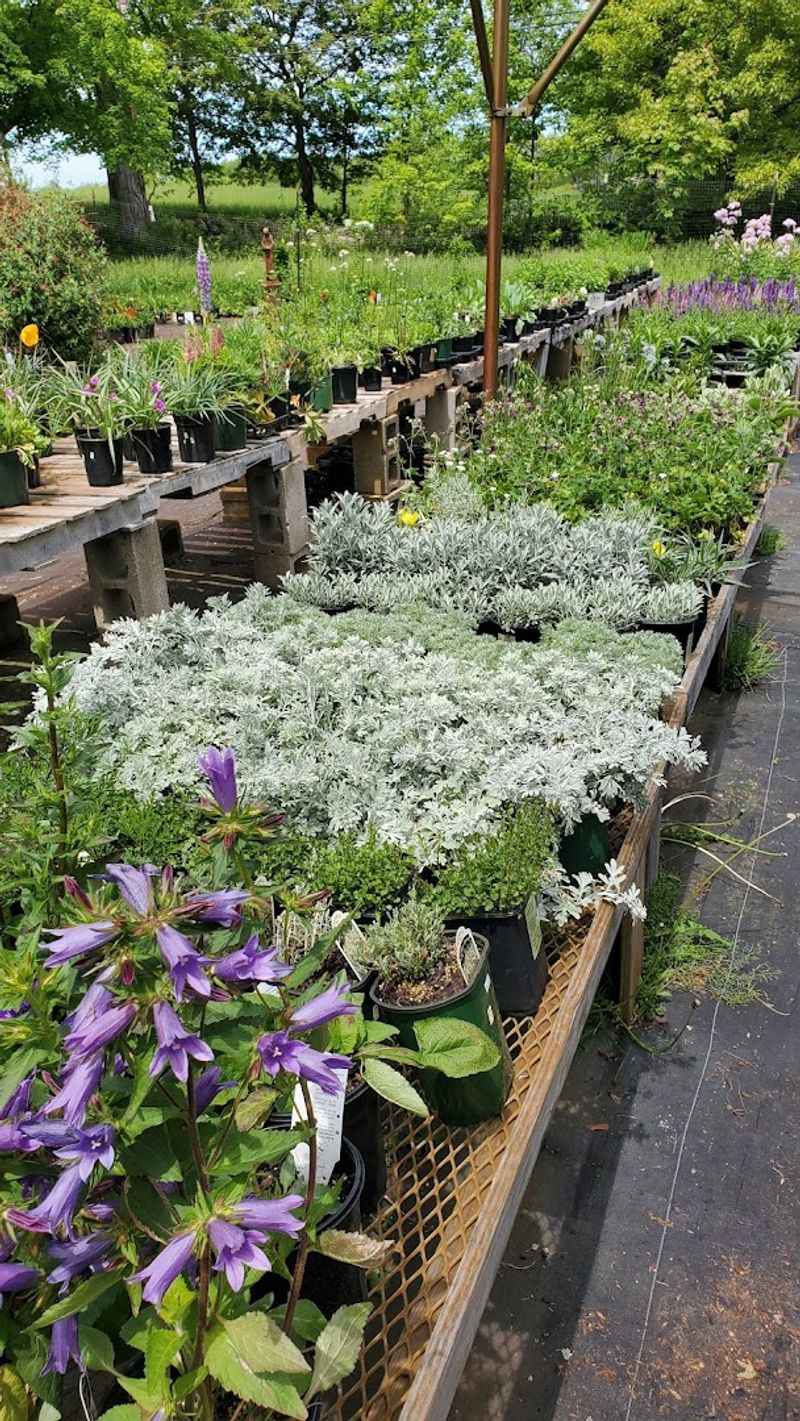 Hostas Worth The Drive