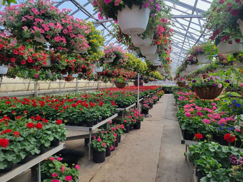 Rows Of Greenhouses And Endless Variety