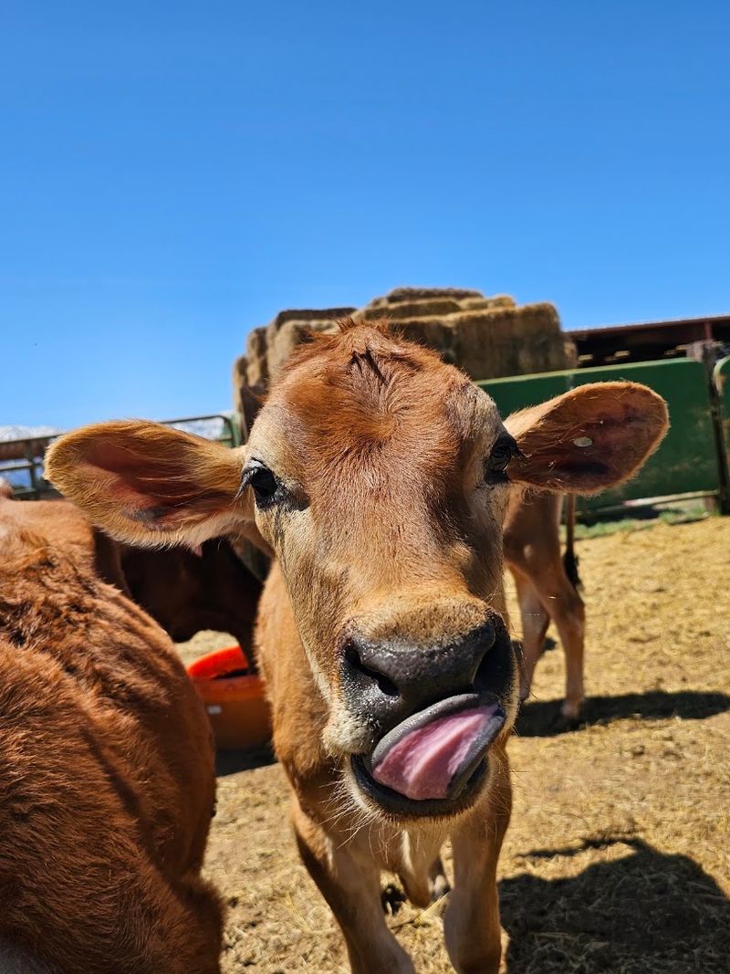 The Nevada Agricultural Fair Brings Rural Tradition To Life