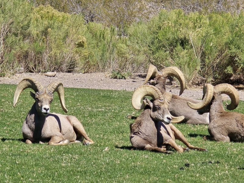 Hemenway Park, Boulder City, Nevada