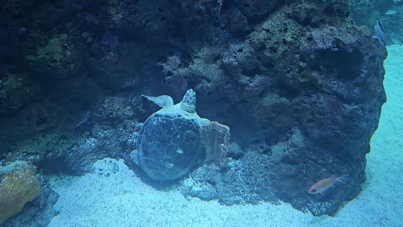 Safe Handling Guidelines For Stingray Interactions