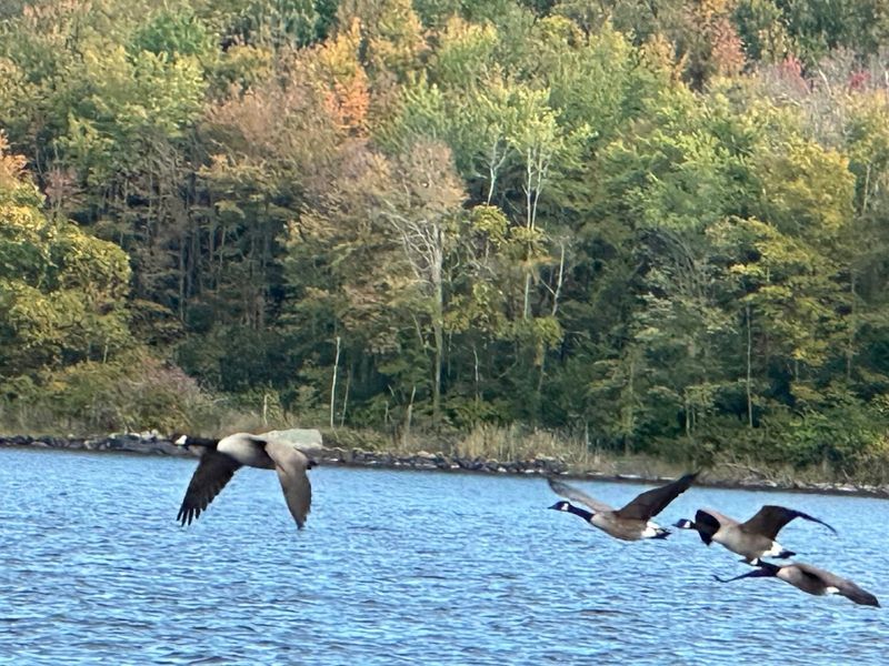 Observing The Birds That Pass Through