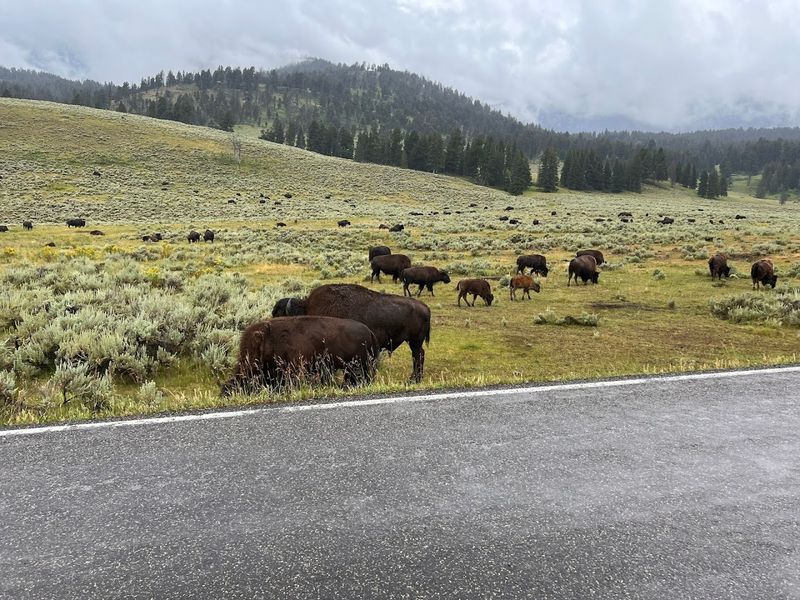 Lamar Valley