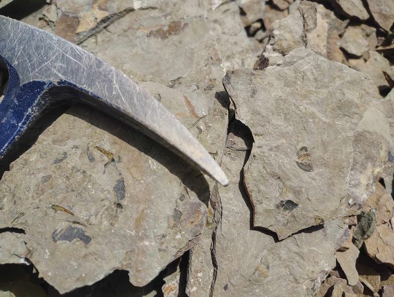 What Trilobites Are And Why Finding One Feels Incredible