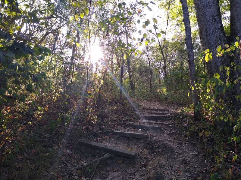 Wildlife Encounters That Make Every Trail Walk A Discovery