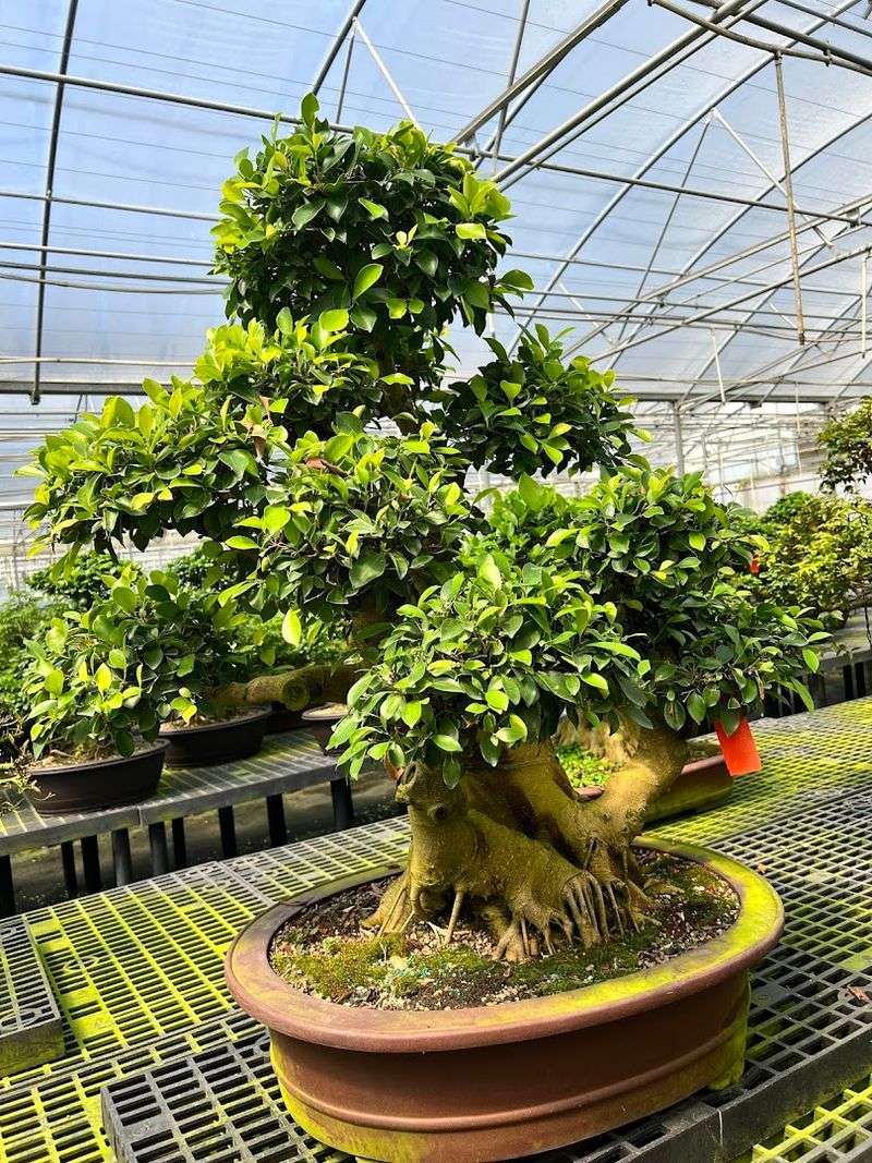 Varieties Of Exotic Plants To Explore