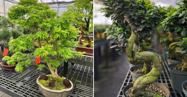 Discover The Mississippi Greenhouse That Turns Every Visit Into A Fun Day Trip