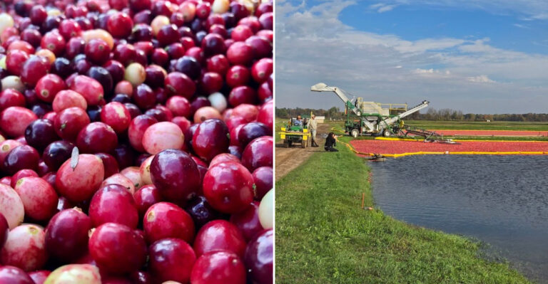 Discover The Wisconsin Cranberry Marsh That Creates One Of The Most Spectacular Fall Harvest Views