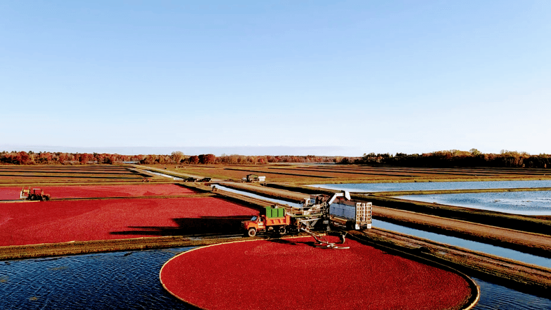 Cranberry Cultivation Techniques In Wisconsin