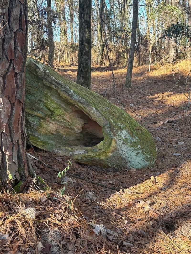 Mississippi Petrified Forest