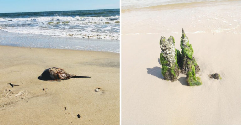 Each May, Horseshoe Crabs Still Come Ashore At This Quiet Virginia Bay Beach