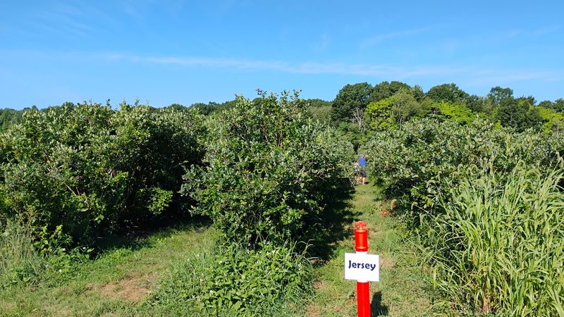 Spartan Blueberries Bring Large Sweet Fruit To The U Pick Rows