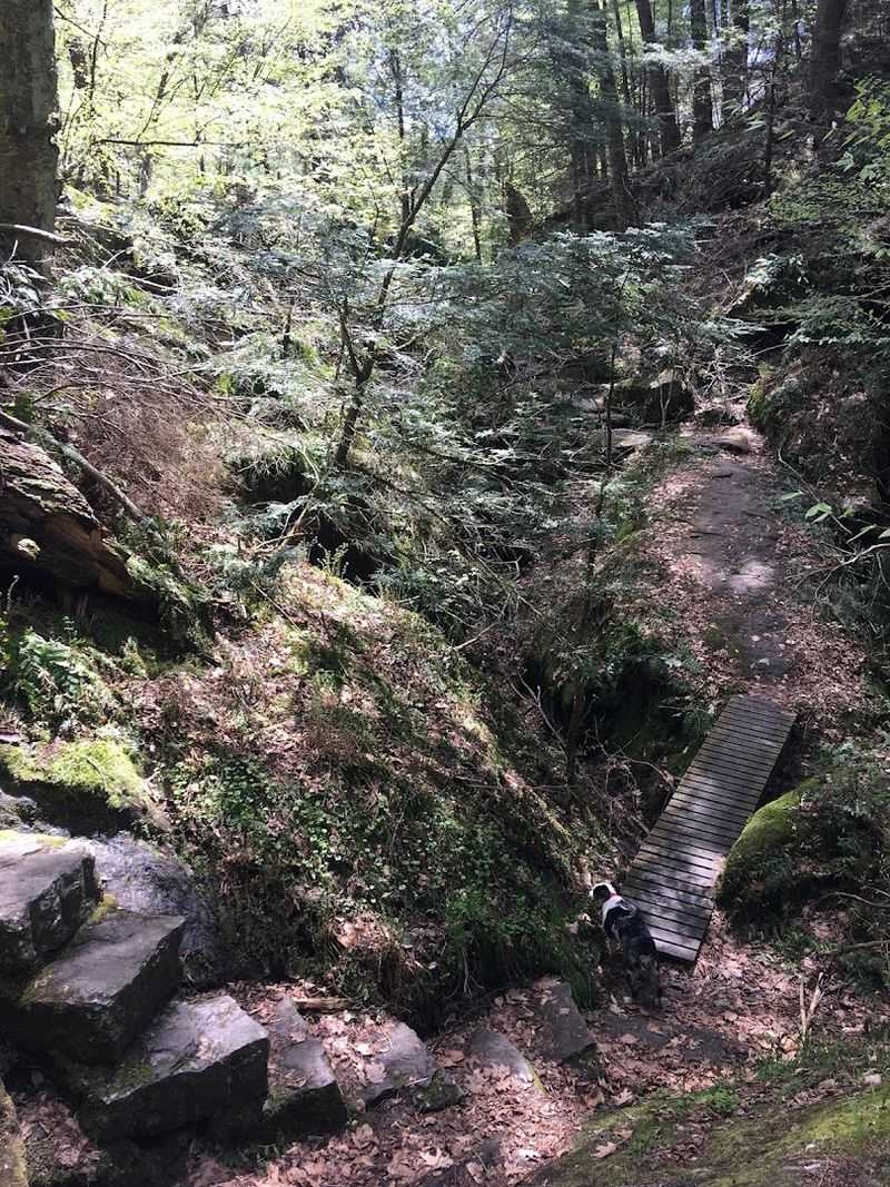 Literary Footprints In A Verdant Wild