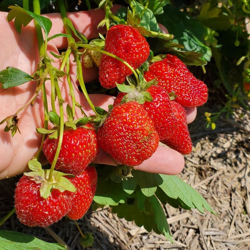 Features Local Produce