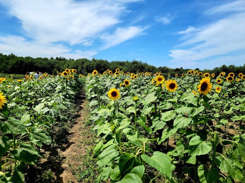 Tangerini's Spring Street Farm